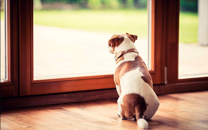Ansia Da Separazione Nei Cani: Come Aiutare Il Tuo Animale Domestico A Calmarsi