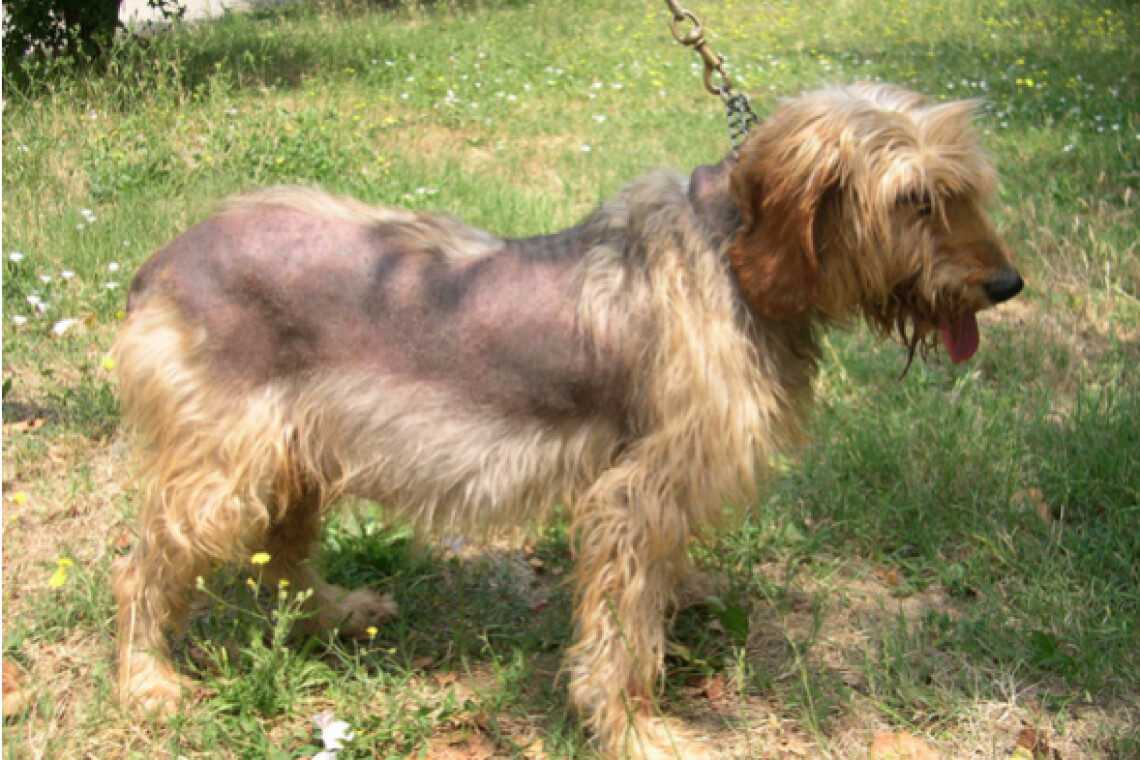 Che Cose La Malattia Di Cushing Nei Cani Sintomi Prognosi E Trattamento