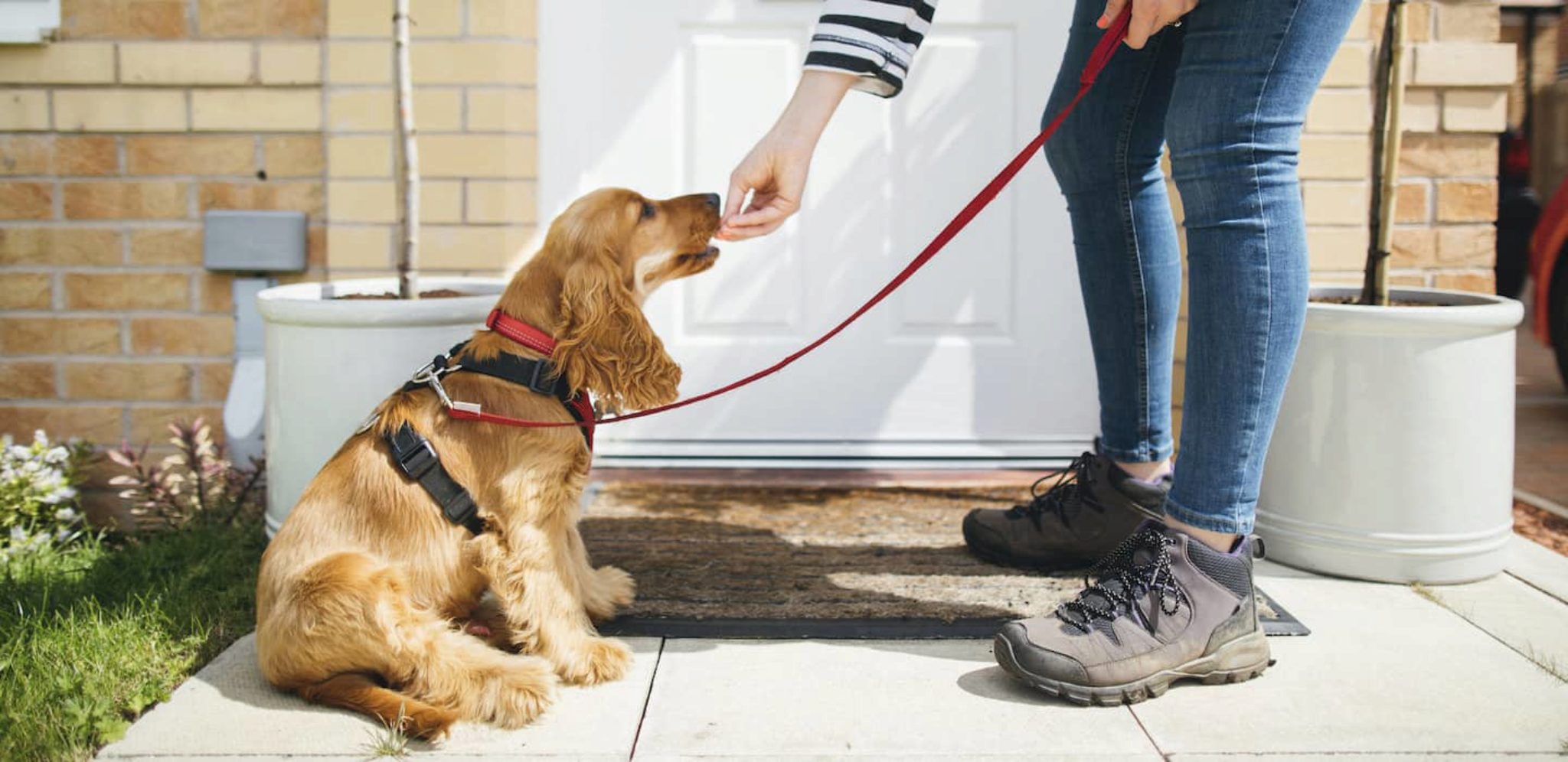 Come Diventare Un Dog Sitter Su Rover E Consigli Per Le Attivita Di Pet Sitting