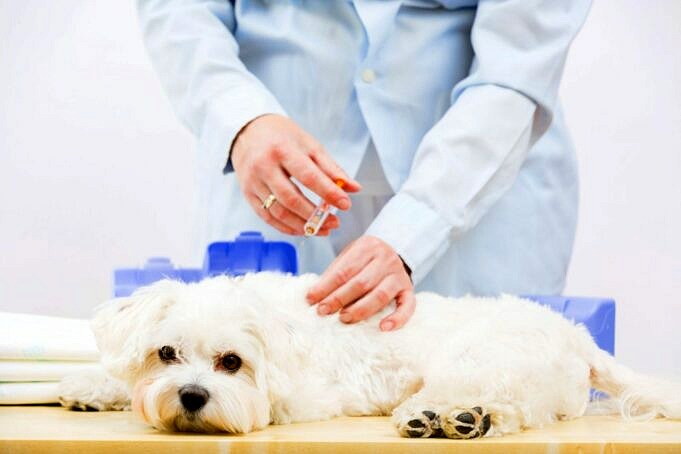 Quali Vaccinazioni Per Cani Sono Necessarie