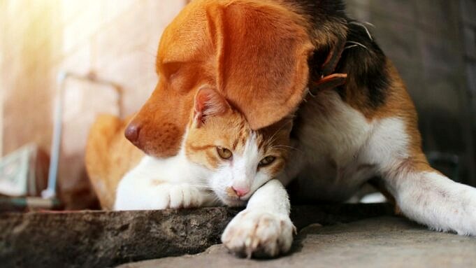 Revisione Dellassicurazione Per Animali Domestici ASPCA. Come Puo Proteggere Il Tuo Portafoglio