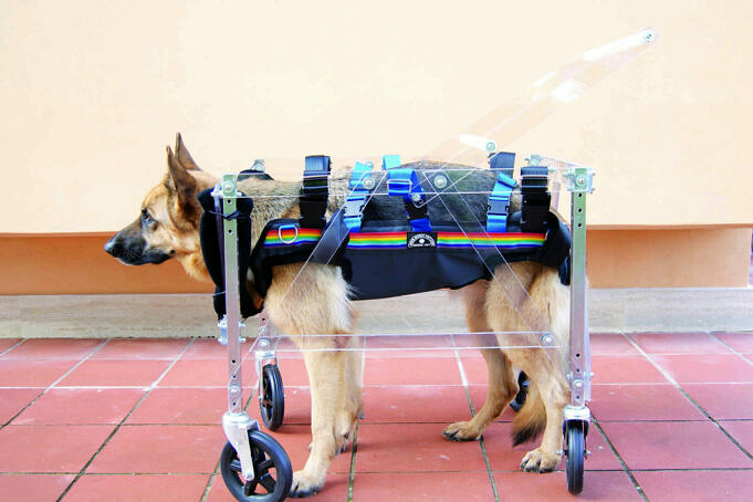 Trasportino Per Cani Da Viaggio – Per I Genitori Di Animali Domestici In Movimento!