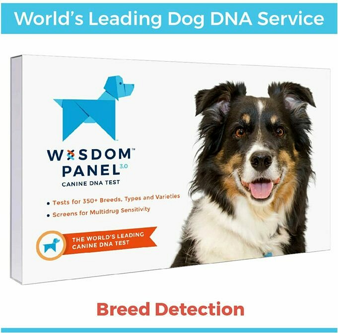 Wisdom Panel Canine DNA Test Kit Review